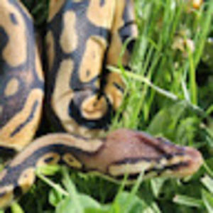 Meet your Posher, Curtis